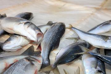 Fischmarkt in Catania. Sizilien. Italien
