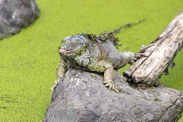 Lizard on a rock