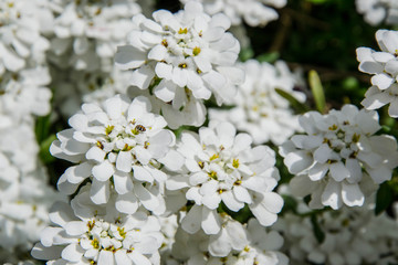 Iberis sempervirens field blooming. Beautiful white small flowers in the garden. Floral background with small bug on the leaves