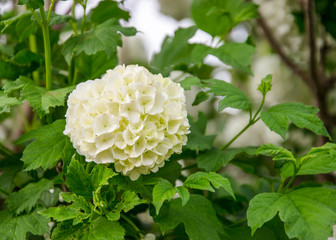 Blooming white hydrangeas (Hydrangea arborescens) , white blossoms in the garden. White bush with green leaves