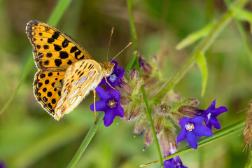 Wiese