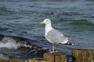 Möwe steht auf Buhnen