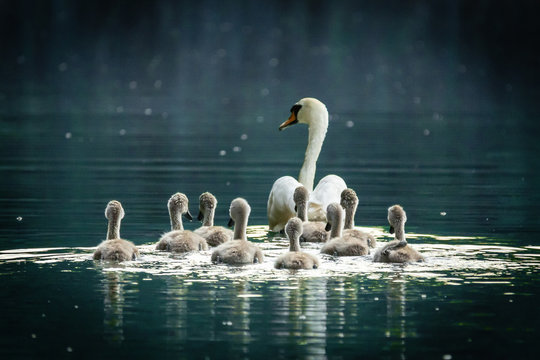 Schwan
