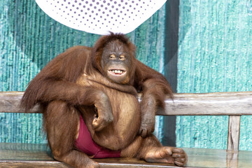 Orangutan sitting on a chair © bugking88