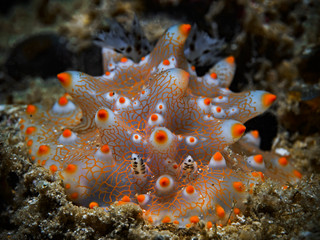 Underwater close-up photography of a halgerda nudibranch.