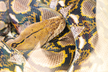 The python in the zoo