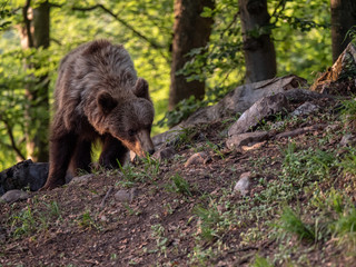 Brown bear (Ursus arctos) in summer forest by golden hour. Brown bear in evening forest by sunset.