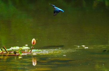 물총새의 먹이사냥