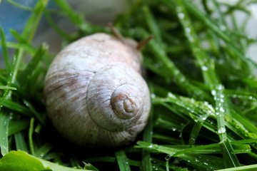 snail on a green leaf