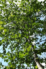 green leaves of tree