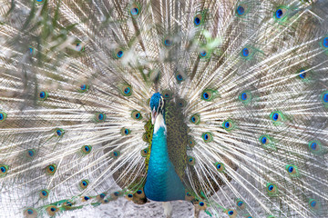Peacock with wings wide open