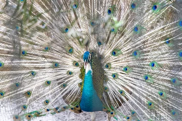 Fotobehang Peacock with wings wide open © bugking88