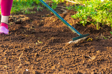 Woman rake cooking land for planting vegetables.