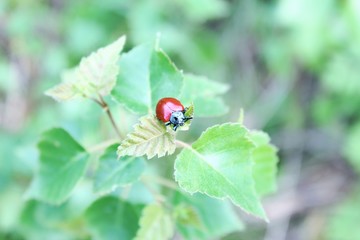 Fototapeta premium ladybug on leaf