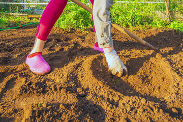 Beautiful mature women preparing the hole in the ground for planting vegetables.