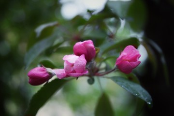 flower in the garden