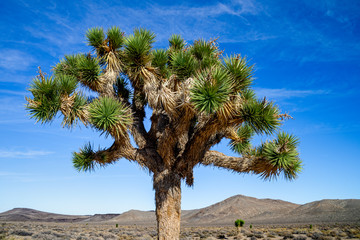 Joshua Tree with green leaves in the desert