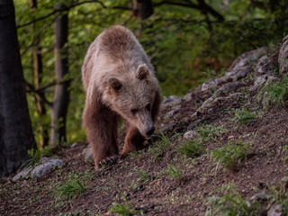 Brown bear (Ursus arctos) in summer forest by golden hour. Brown bear in evening forest by sunset.