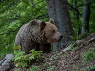 Plakat Brown bear (Ursus arctos) in summer forest by golden hour. Brown bear in evening forest by sunset.