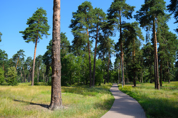 View of the long road in the forest Park of the city. Summer landscape. - Powered by Adobe