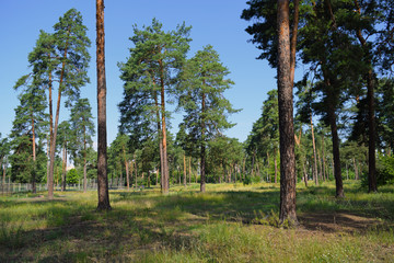 View of the pine summer forest in the city Park.