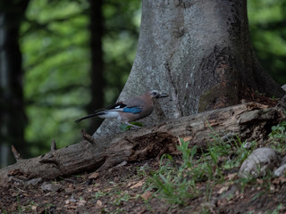 Eurasian jay in dark forest. Eurasian jay in summer forest.