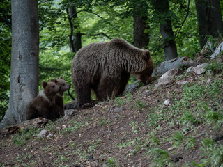 Fototapeta na wymiar Brown bear (Ursus arctos) in summer forest by sunrise. Brown bear with young brown bear.