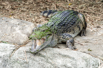 crocodile on a rock