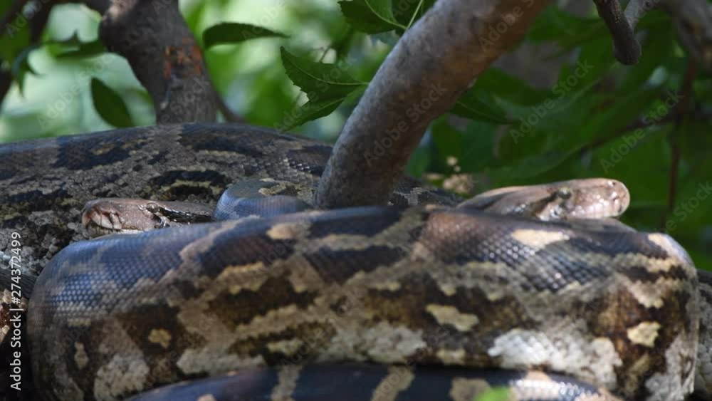 Poster python snakes on tree green big large rounded