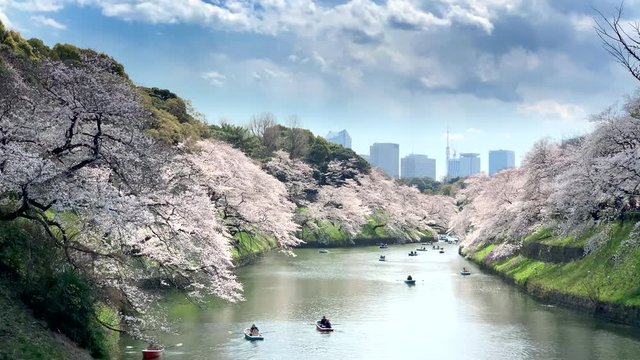 Panoramic view of Imperial Palace with cherry blossoms reflected in the moat during people navigate boats at Chidorigafuchi Park. Camera fixed-Angle neutral-Long shoot. Daytime. TOKYO JAPAN 02-04-2019