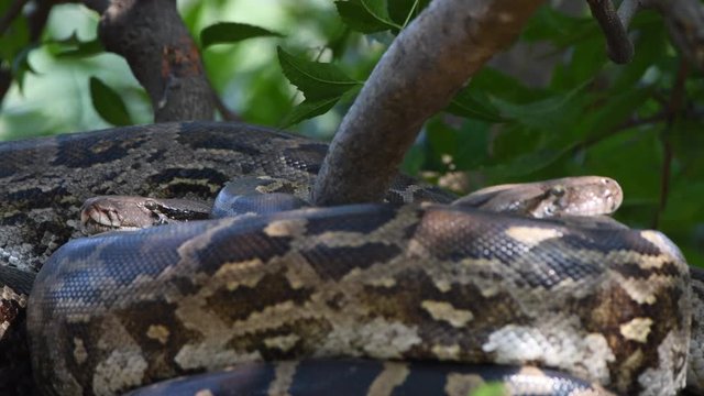 python snakes on tree green big large rounded