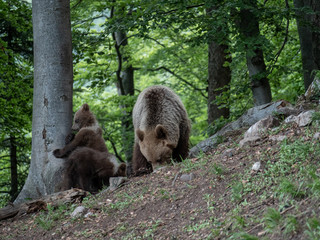 Brown bear (Ursus arctos) in summer forest by sunrise. Brown bear with young brown bear.