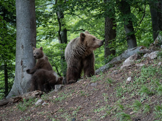 Obraz premium Brown bear (Ursus arctos) in summer forest by sunrise. Brown bear with young brown bear.