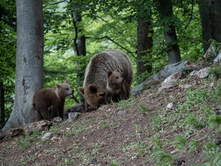 Obraz premium Brown bear (Ursus arctos) in summer forest by sunrise. Brown bear with young brown bear.
