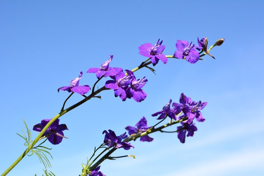 ラークスパー Images Browse 29 Stock Photos Vectors And Video Adobe Stock