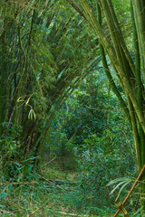 Bamboo Forest in Jamaican Jungle