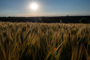 field of wheat