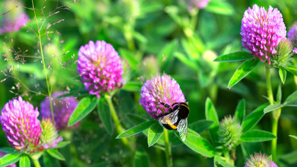 bee on a beautiful flower on a blurred background	