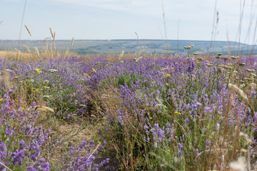 shooting lavender flowers on a hot summer day