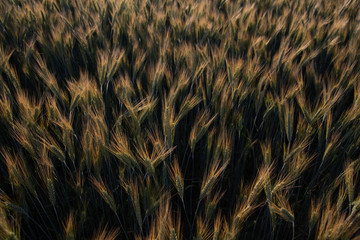 abstract background with wheat 