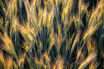 field of wheat