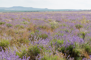 Fototapeta premium shooting lavender flowers on a hot summer day