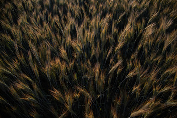 abstract background with wheat 