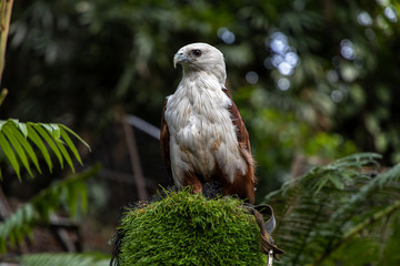 An eagle sitting on a tree