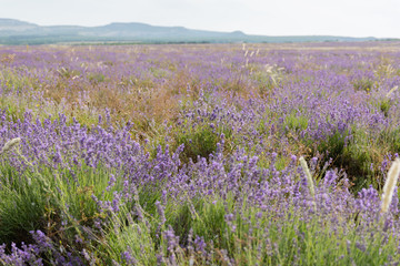 shooting lavender flowers on a hot summer day