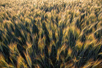 golden ears of wheat on black background