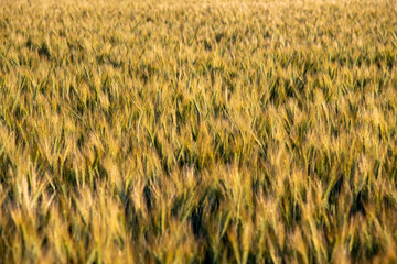 field of wheat