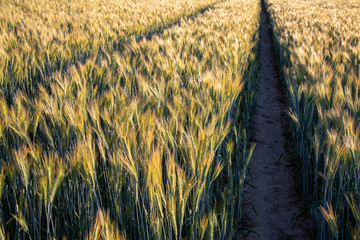 field of wheat
