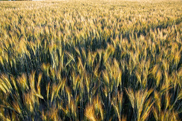 Obraz premium field of wheat