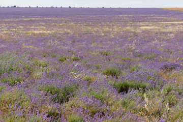 Obraz premium shooting lavender flowers on a hot summer day